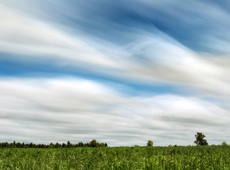 Wall Mural - blue sky and cloud movement with sugar cane sugar cane fields.
