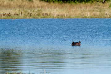 Poster - hippos in the okavango delta in botswana