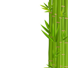  Colorful Stems and Bamboo Leaves. Vector Illustration