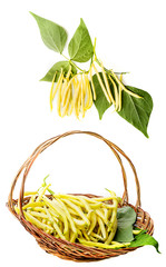 Wall Mural - yellow beans in a basket -  isolated on white background