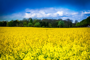 Wall Mural - Leuchtend gelbes Rapsfeld - Rape field