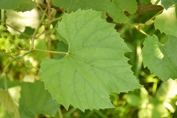 Wall Mural - grape leaves