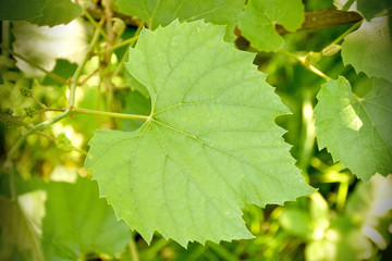 Wall Mural - grape leaves