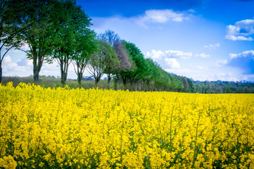 Wall Mural - Leuchtend gelbes Rapsfeld mit Baumallee - Rape field