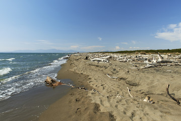 maremma