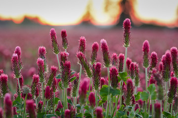 Crimson Clover | Oregon