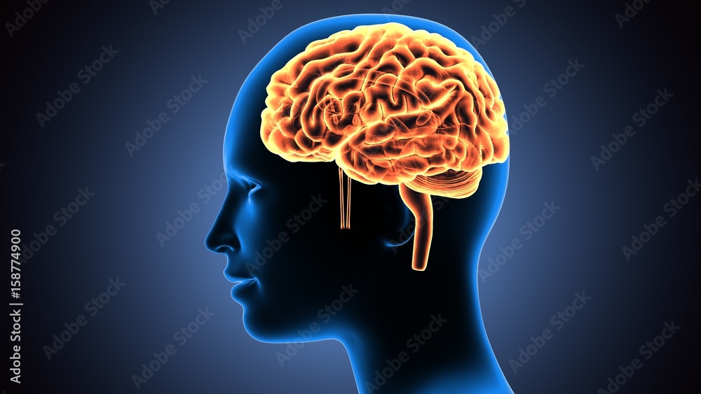3d illustration of human body brain anatomy Stock Illustration | Adobe ...