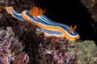 nudibranch underwater macro