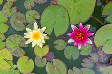 top view of two yellow and pink  nymphaea lily pad flowers