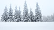 canvas print picture - Tannen in Schnee, Eis und Nebel