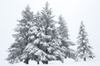 canvas print picture - Tannen in Schnee, Eis und Nebel
