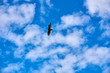 fliegender Adler, Ansicht von Unten, Wolken und Himmel im Hintergrund
