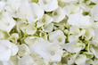 Bukiet białych kwiatów / Tło