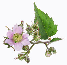 Blackberry Flower And Foliage Isolated