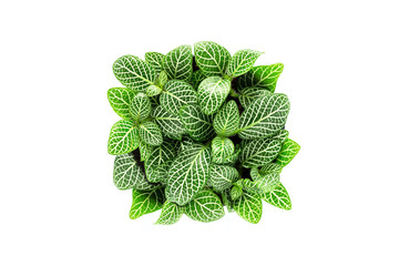 Wall Mural - Top view of small plant pot on white background.