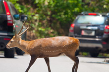 Deer Crossing The Road