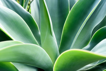 Poster - Agave leaf texture background