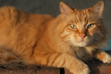 Close-up, photo of red-headed cat with green eyes looking straight towards camera.