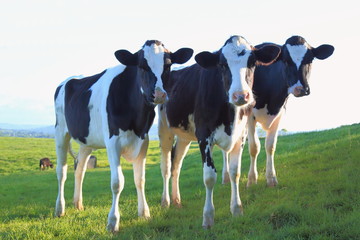 Wall Mural - Group of cows on a farmland in East Devon
