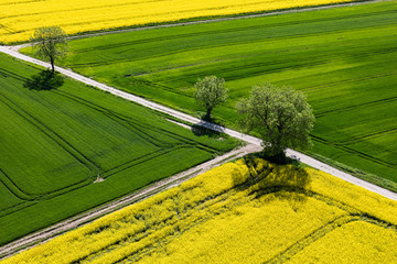 Wall Mural - aerial view of the green harvest fields