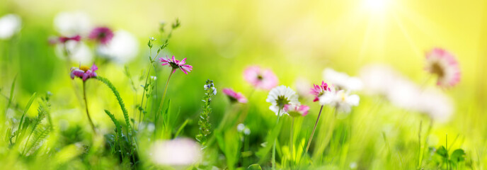 Green field with daisy blossoms. Closeup of pink spring flowers on the ground