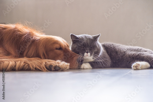 British Shorthair Cat And Golden Retriever Buy This Stock Photo