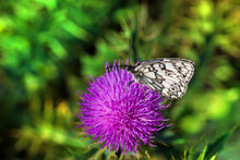 Black And White Butterfly On A Violet Flower