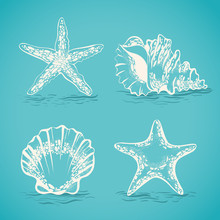 Decorative Set Sketch Of Seashells And Starfish