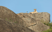 Lioness On A Kopje In The Serengeti, Tanzania