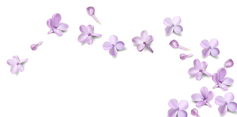 Pastel background with lilac flowers.