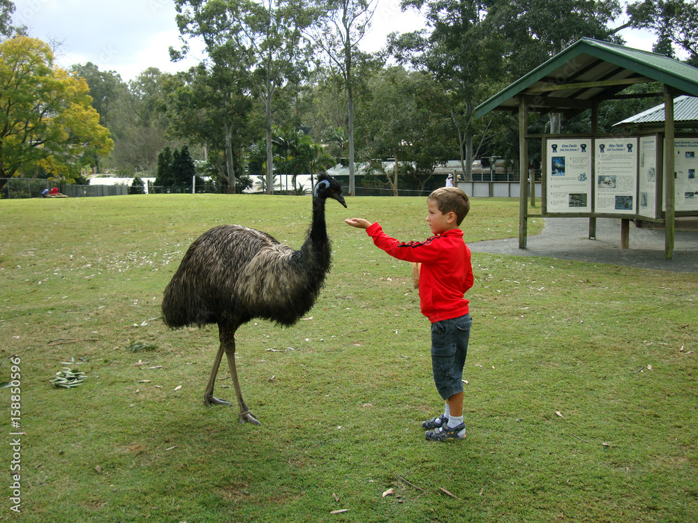 Feeding Emu.. One of the biggest non flying birds in Australia