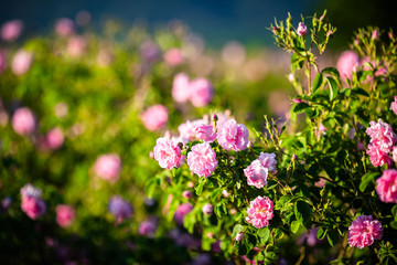 Wall Mural - Rosa Damascena from rose valley