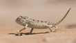 Namaqua Chameleon, Swakopmund, Namibia