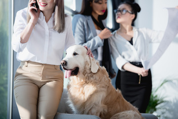 Wall Mural - businesswomen talking on smartphone with dog while her colleagues looking at blueprint