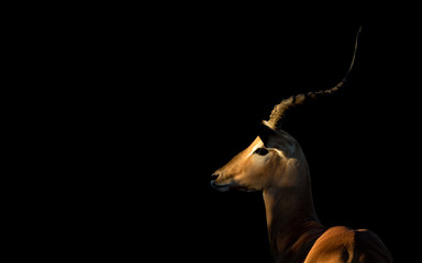 male impala, botswana