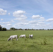 © ahavelaar - gasconne cows in green meadow near amsterdam in holland
