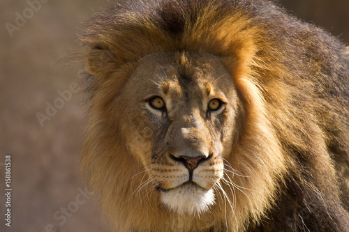 Zdjęcie XXL Potężny lew