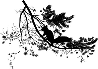 Wall Mural - small squirrel and pine tree branch on white