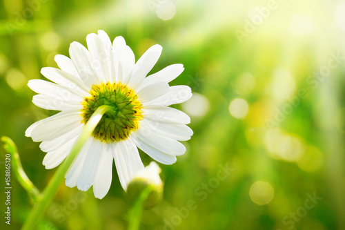 Weiße Blüte im Sonnenlicht