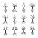 Fototapeta Dmuchawce - Black Naked Trees and Roots. Vector Illustration.