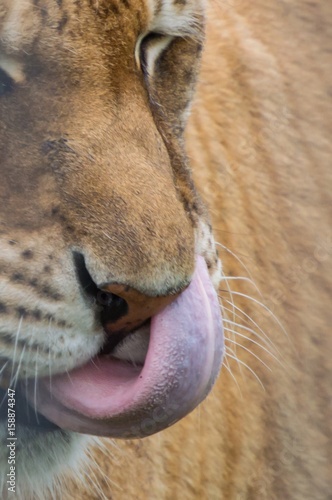 A Close Up View Of A Tiger Tongue Stock Photo Adobe Stock