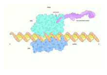 The Ribosome, A Complex Molecular Machine Where New Proteins Are Synthetized.