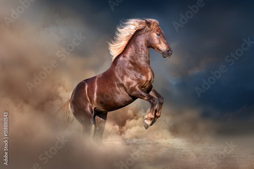 Red horse with long blond mane rearing up in dust