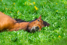 Bay Horse Sleep On Spring Green Grass