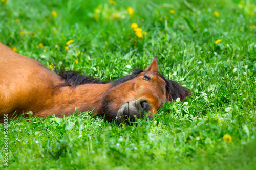 Cuadros en Lienzo Bay horse sleep on spring green grass