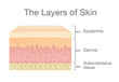 The Layer of Human Skin in vector style and components information. Illustration about medical and health.