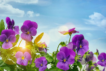 Purple Violets Against A Sky Background