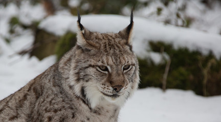 Luchs in Deutschland