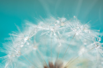 Wall Mural - macro of a dandelion with droplets on the delicate blue background. selective focus.