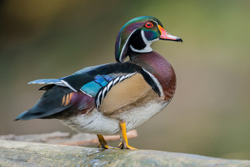 Wall Mural - Wood Duck